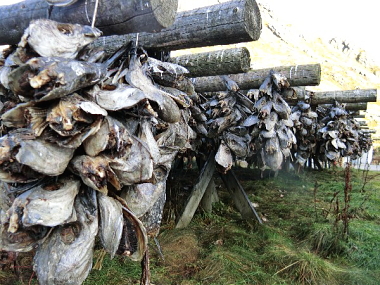 用途不明。魚の頭だけ干している
