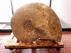 日本最大級のアンモナイト