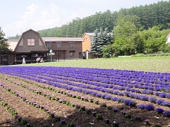 開花時期に合わせて花は育てられている