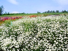 ラベンダー公園。まだ早く、緑の部分がラベンダー