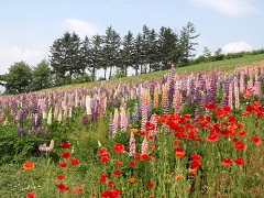 8月まで花は絶えない