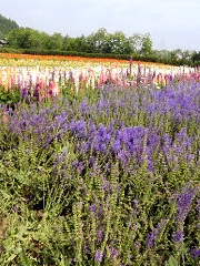 色とりどりの花が見事