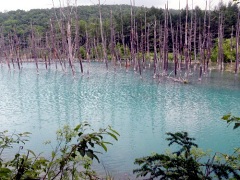 青い池と立ち枯れの木々