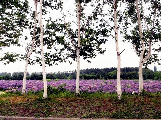 深山峠の白樺と花畑