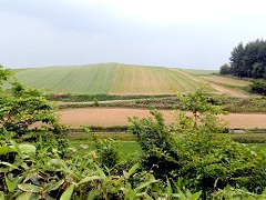 美瑛が近づくとゆったりとした農地が現れる