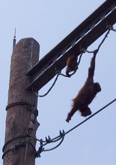 オランウータン綱渡り始まり