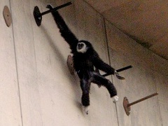 テナガザルも棒を伝わるワザを見せる