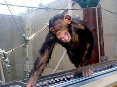 ガラス越しに愛嬌を振りまくチンパンジー