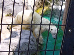 シロクマが池にダイブ