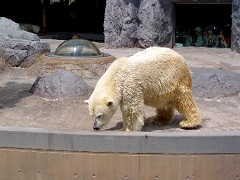 シロクマは運がよければハッチから間近に見ることもできる