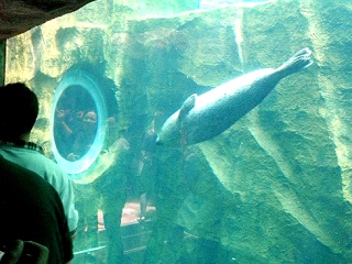 アザラシの動きがよく分かる