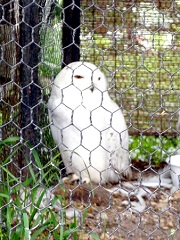 白フクロウは眠そうだ