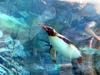 水中のペンギン