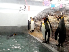 ペンギンは産卵期だった