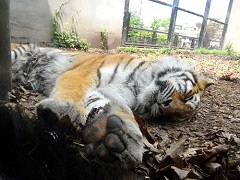 トラもこうなると威厳がありません