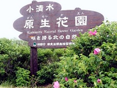 小清水原生花園