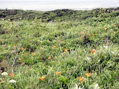小清水原生花園はオホーツクの砂丘にある