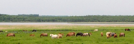 放牧された馬。後ろは涛沸湖