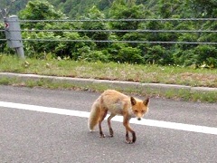 キタキツネがエサをねだりに来た