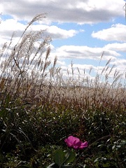 咲き遅れたハマナスと秋空