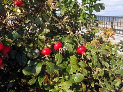 ハマナスに赤い実がついていた