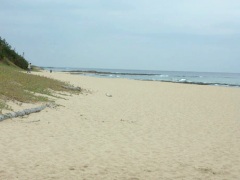 鳴き砂で知られる琴引浜