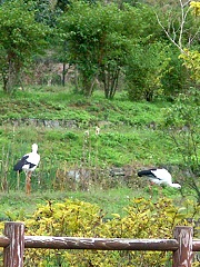 コウノトリの郷公園で