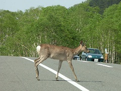 幌鹿峠ではエゾ鹿が堂々と道を横断