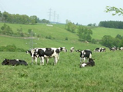 上士幌付近の牧場