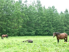 \kɂ͂ĎRd_kɎgꂽn