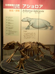 足寄博物館の展示室。アショロアはこの土地で見つかった