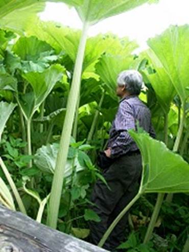 大人の身長よりずっと大きいラワン蕗