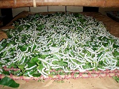 蚕が飼育されていた