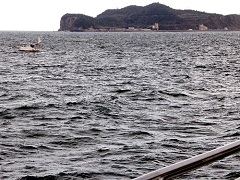 海は荒れ気味。漁船が波に揉まれていた