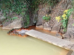 拍子水。こんこんとわき出ている