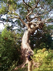 薦神社には大木が沢山ある