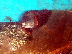 中津駅水槽の鱧は頭だけ出していた