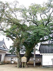 唐津城内にあるホルトノキ