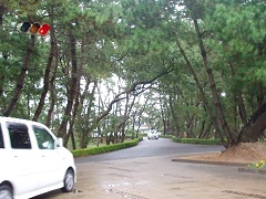 虹の松原。ドライブも快適