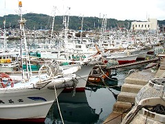 呼子の港はイカ船でいっぱい