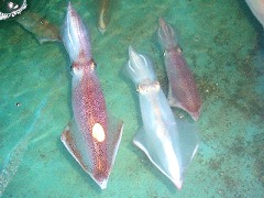 生け簀を泳ぐイカ