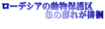 ローデシアの動物保護区 　　　　　象の群れが徘徊 　