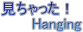見ちゃった！ 　　　Hanging