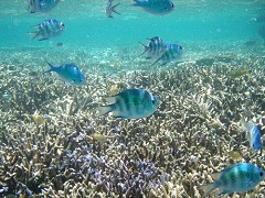 ロクセンスズメダイ。ここの珊瑚は成長中