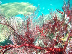 赤い珊瑚は数少ない