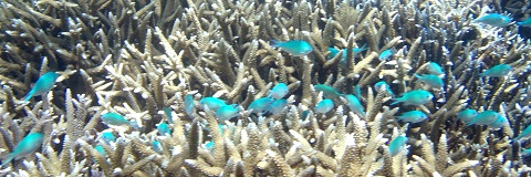 ブルーの小魚群