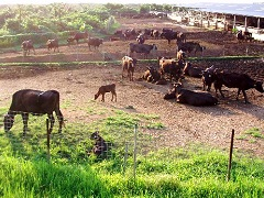 八重山一帯は和牛の産院。子牛が生まれ、日本全国へ売られていく