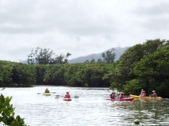 マングローブの茂る宮良川でカヌーツアー