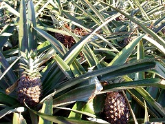 石垣島のパイナップル畑