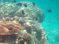 珊瑚礁は魚をはぐくむ